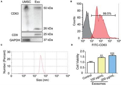 Human Umbilical Cord Mesenchymal Stem Cell Derived Exosomes Delivered Using Silk Fibroin and Sericin Composite Hydrogel Promote Wound Healing